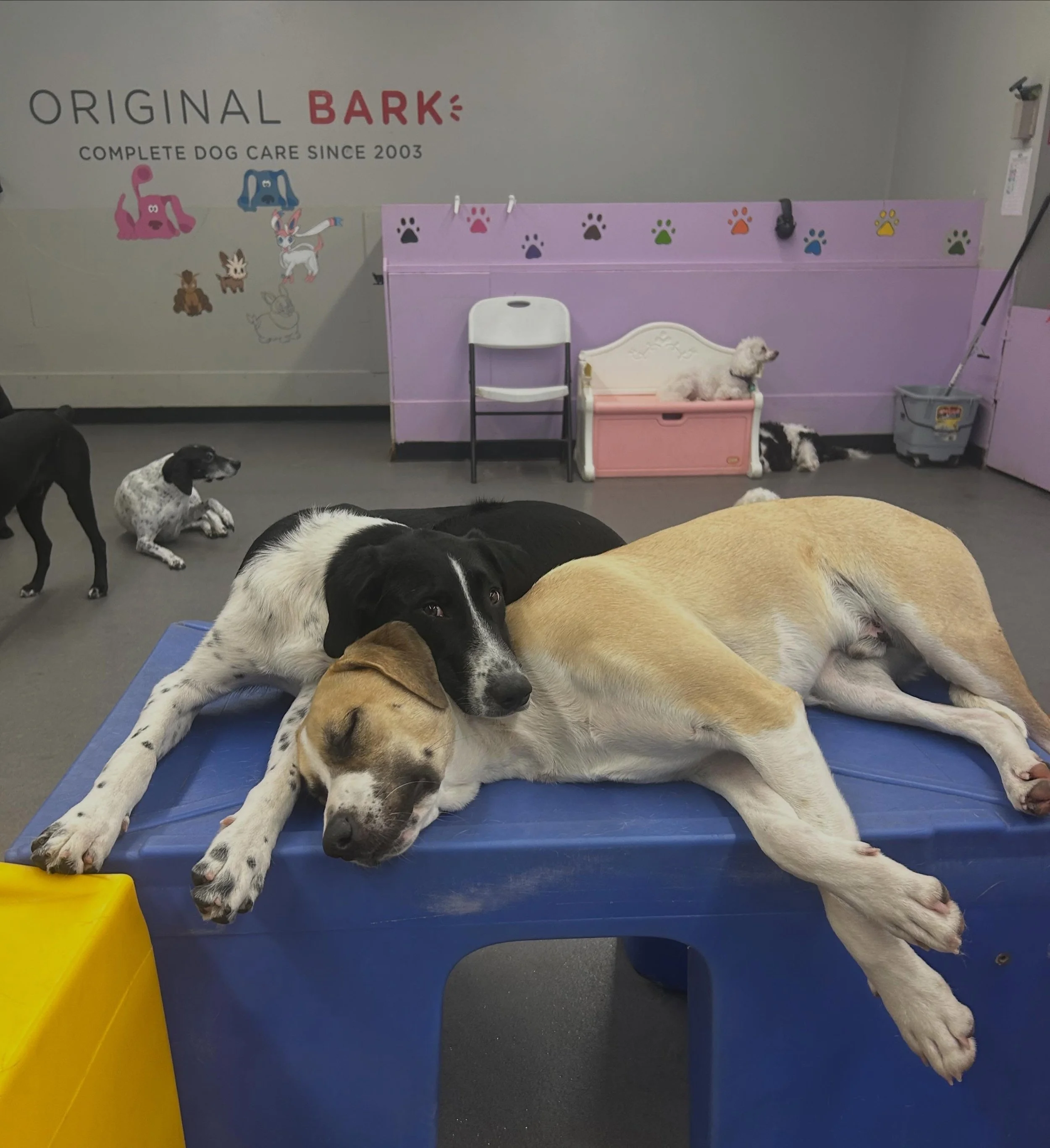 The friends you meet in daycare last FOREVER!! ❤️🐾 #dogspdx #doggiedaycare #furryfriendsforever #puppypals