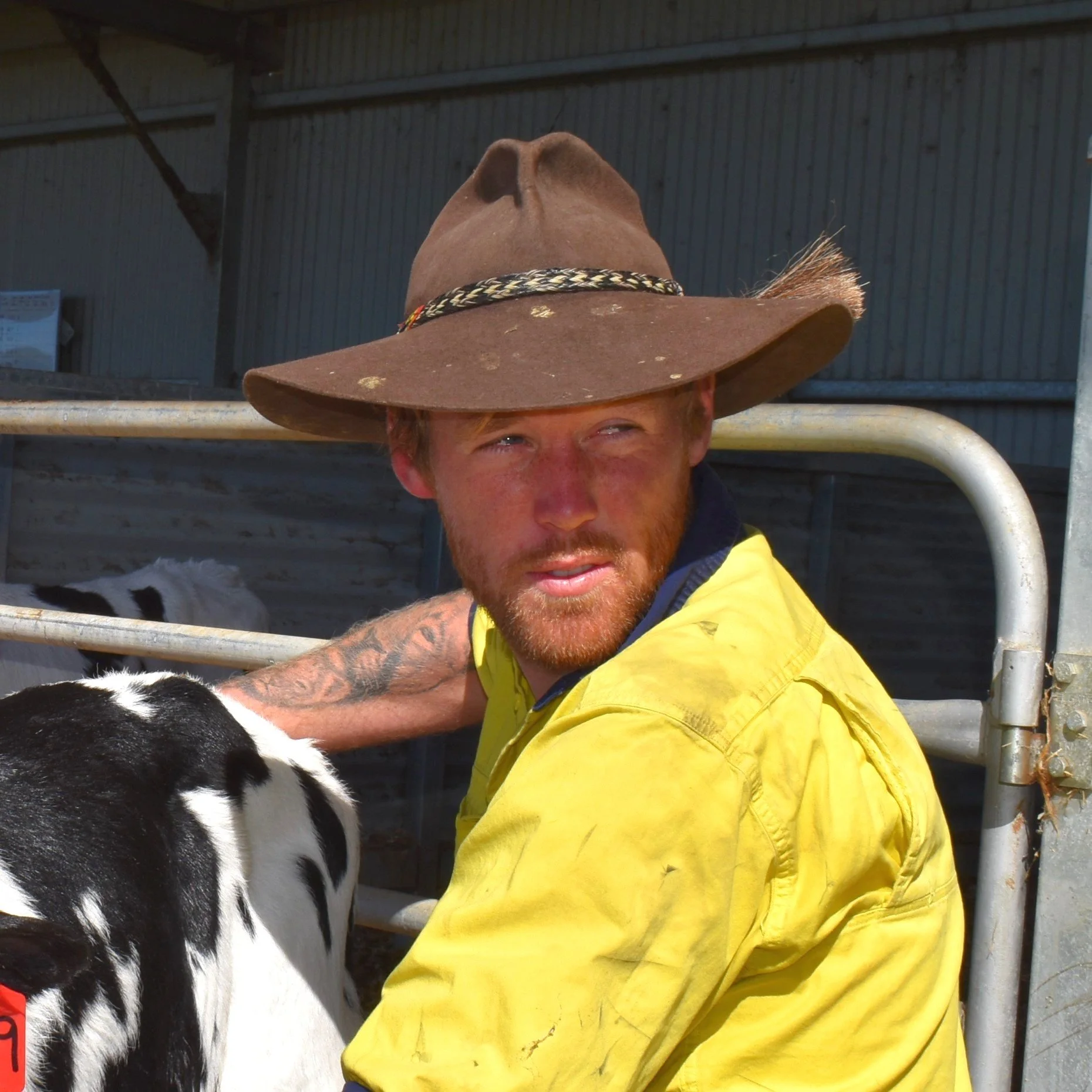 A man wearing a large cowboy hat and a yellow shirt, with a tattoo on his arm, is tending to a black and white calf at a farm or livestock facility.