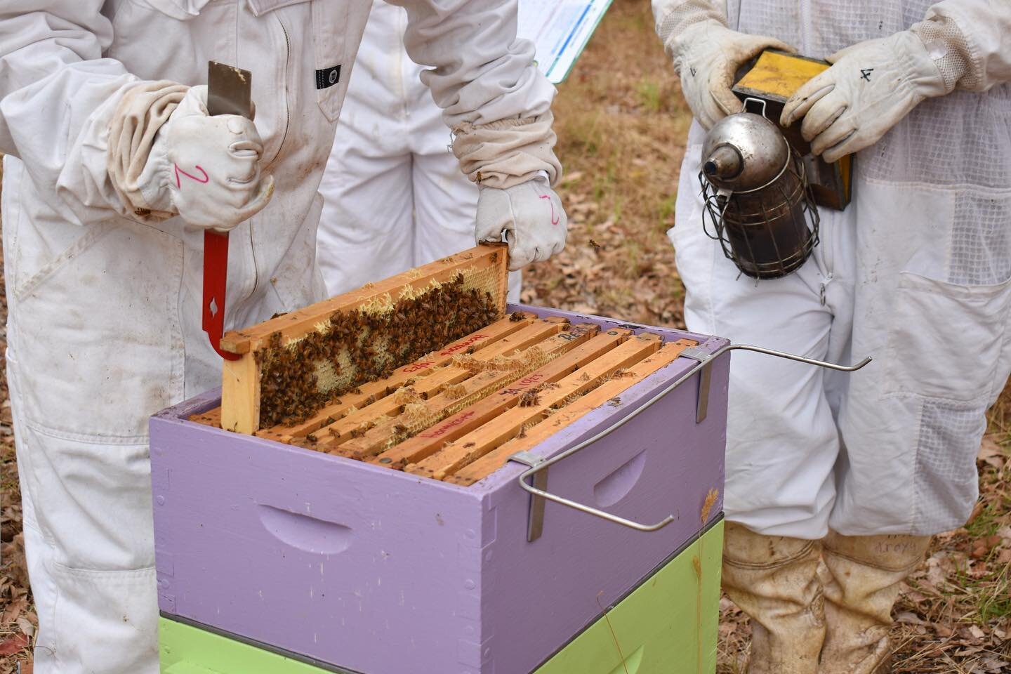 Our Year 12 students were on a mission to extract as much honey as possible before the school holidays. 🍯🐝
.
.
.
.
.
.
.
.
#savethebees #honey #honeybee #wacoa_denmark #denmarkwa #farmlife #agriculture #beekeeping