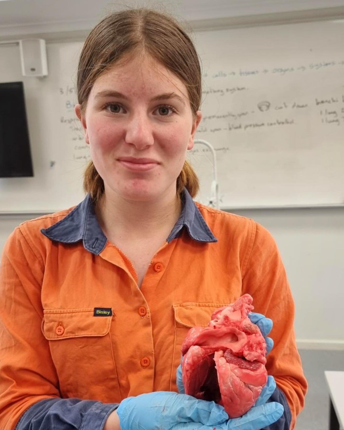Our Year 11 biology students completed a heart dissection to study the circulatory system in mammals.🫀
.
.
.
.
.
#biology #science #scienceclass #wacoa_denmark #denmarkwa #educationwa #wacollegeofagriculturedenmark #agriculture #studentlife