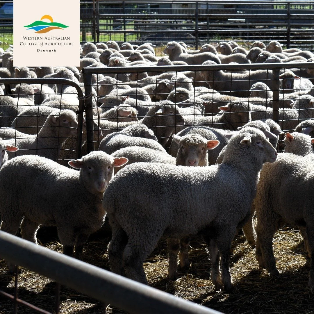 🐑✨ Perth Royal Show Results &ndash; WA College of Agriculture Denmark ✨🐂

A huge congratulations to our staff and students on some outstanding results at this year&rsquo;s Perth Royal Show!

Cattle
🏅 Reserve Champion Extra Heavyweight Led Steer or