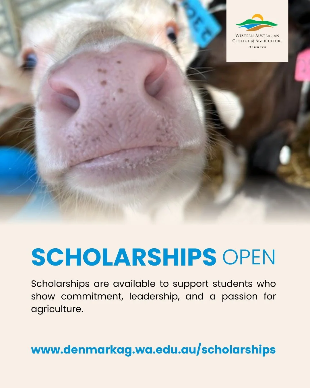 🌾 Scholarship Applications Now Open! 🌾

Are you a motivated student looking to make the most of your time at the WA College of Agriculture &ndash; Denmark? Scholarships are now open for applications!

These scholarships recognise effort, achievemen