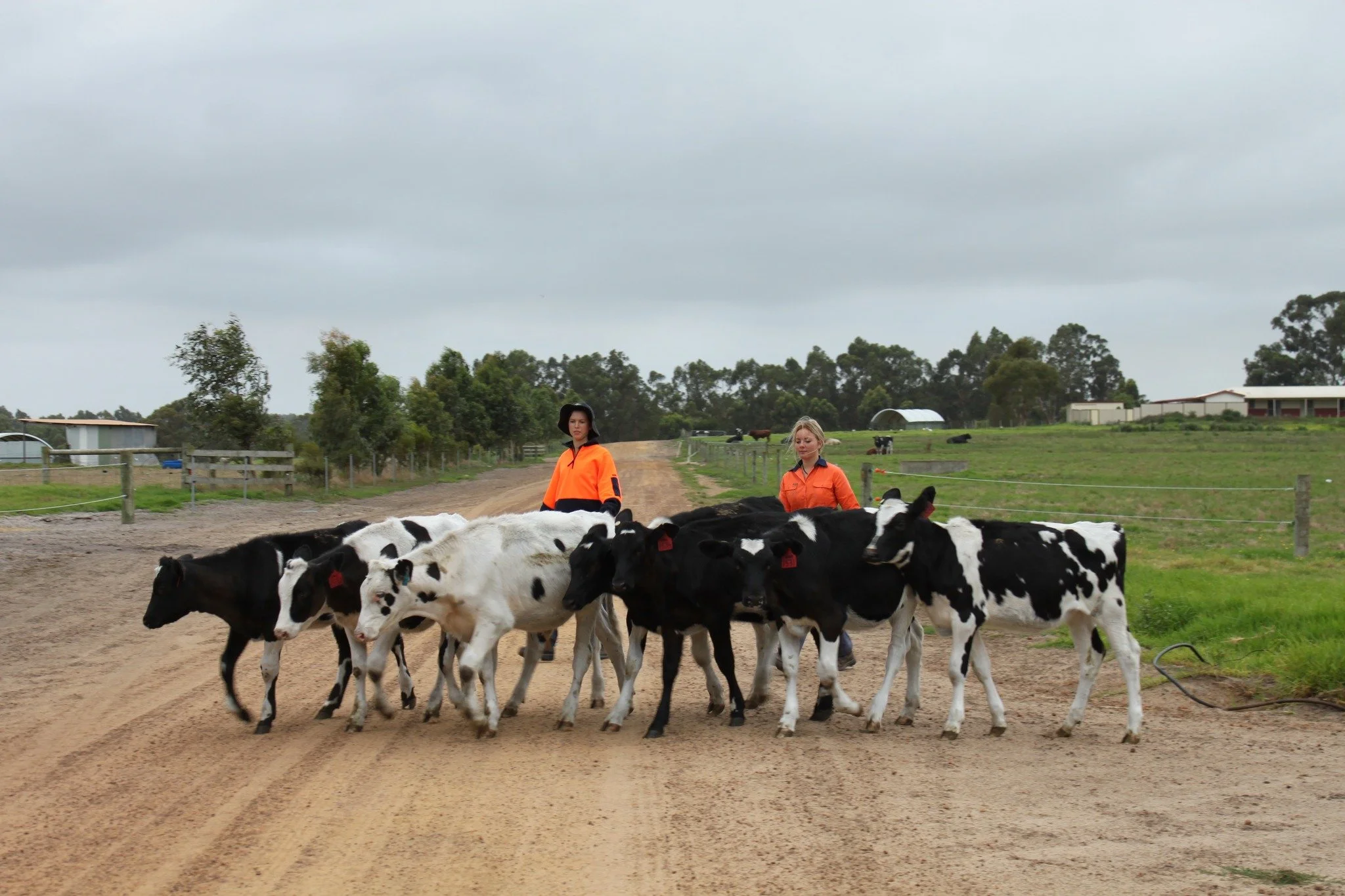 π₯ We've done it again! - Silver Award – Australian Milk Quality Awards 2025 π₯
We’re proud to share that the WA College of Agriculture – Denmark has been recognised with a Silver Award in the Australian Milk Quality Awards for 202