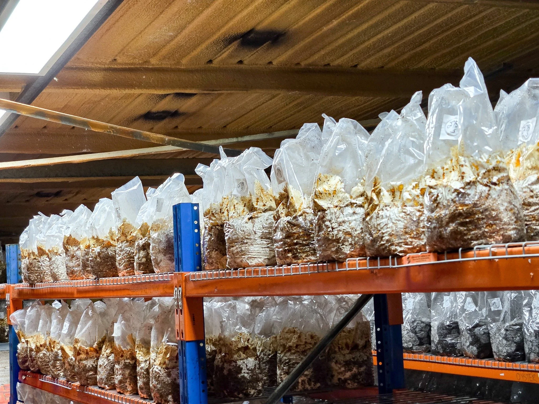 🌱 Year 11 Plant Production Systems Excursion &ndash; Touchwood Mushrooms 🍄

Our Year 11 Plant Production Systems students recently visited Touchwood Mushrooms in Denmark, where they learnt about the fascinating process of mushroom cultivation &mdas