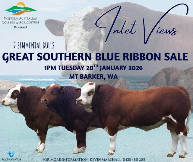 🐄 WA College of Agriculture &ndash; Denmark is proud to present 7 Inlet Views Simmental bulls at the Great Southern Blue Ribbon Bull Sale 🐂🔵

📍 Mount Barker Sale Yards
🕐 1pm, Tuesday 20 January 2026

Our bulls are performance recorded, with EPD 