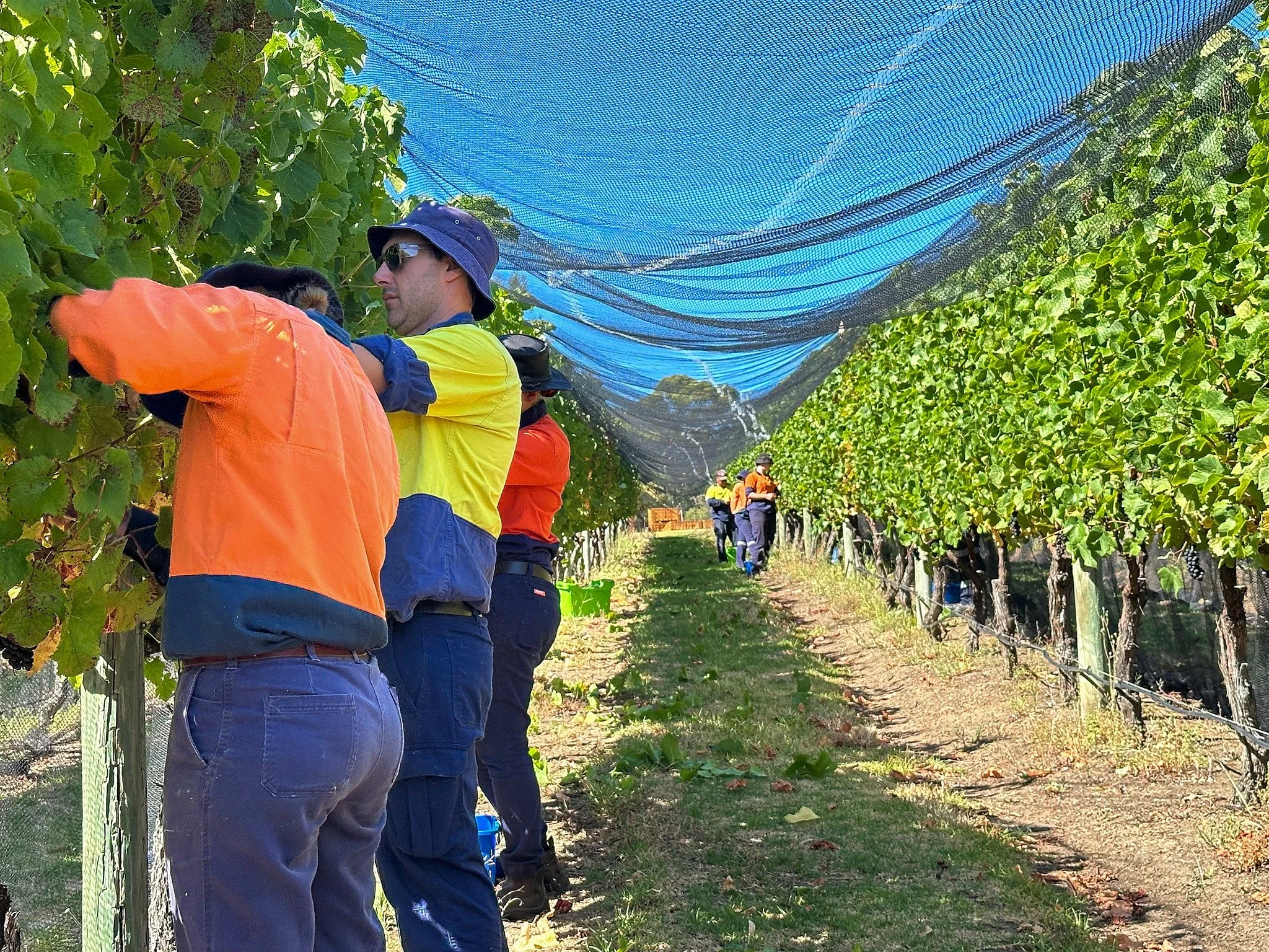 🍇 Grape Harvest in the College Vineyard 🍇

Our students have been busy in the vineyard harvesting grapes for the season. After months of tending the vines, it&rsquo;s great to see the fruit ready to be picked.

Harvest is an important stage in the 