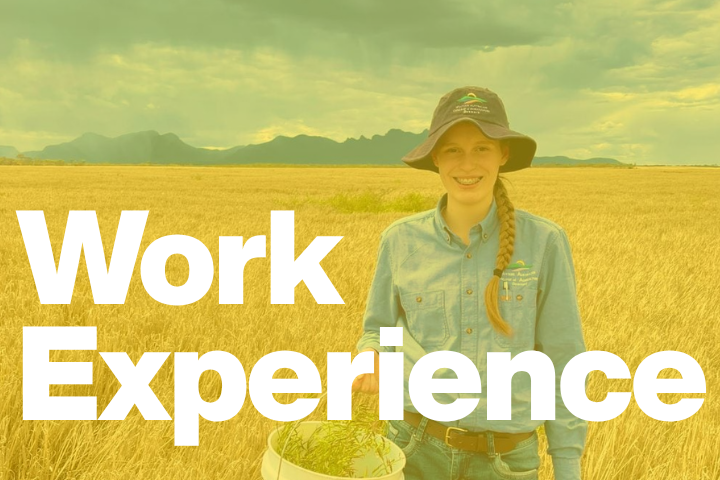 Work Experience