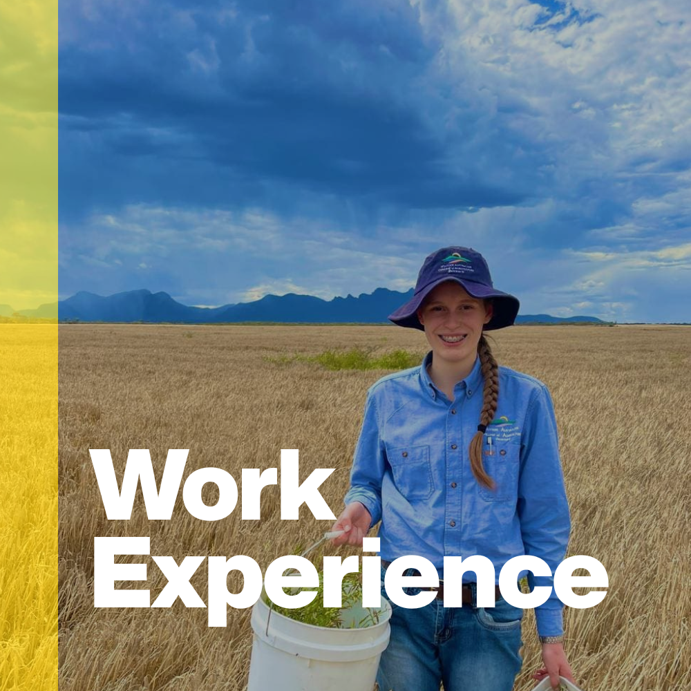 Work Experience
