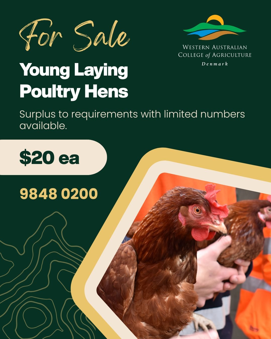 🐔 Young Laying Hens for Sale 🐔

We have a limited number of young laying hens available for purchase.

💲 $20 each
📍 Surplus to requirements &ndash; sold on a best dressed basis
📞 To purchase, contact the College on (08) 9848 0200.

Be quick &nda