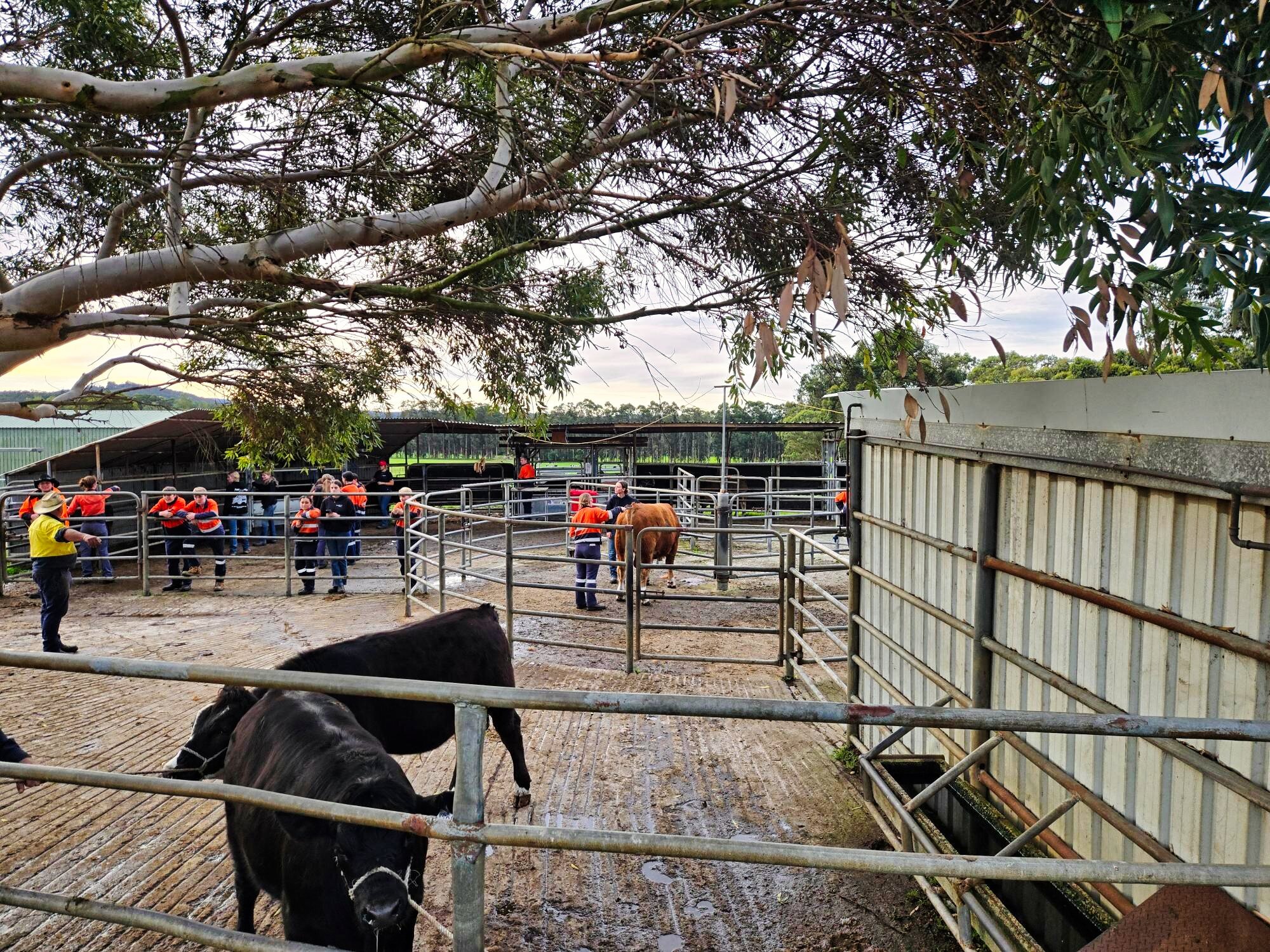 🐄 Cattle Club in action! 🐄

Cattle Club gives our students the opportunity to get hands-on experience raising, preparing and showing cattle.

From feeding and handling to preparing cattle for competition, students develop practical skills while lea