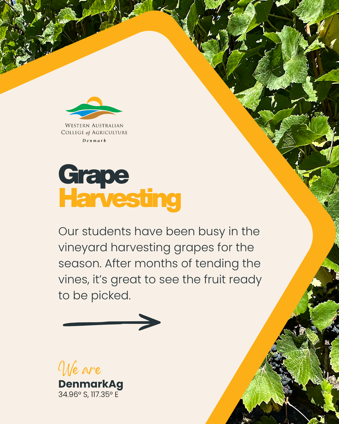 Grape Harvesting.png