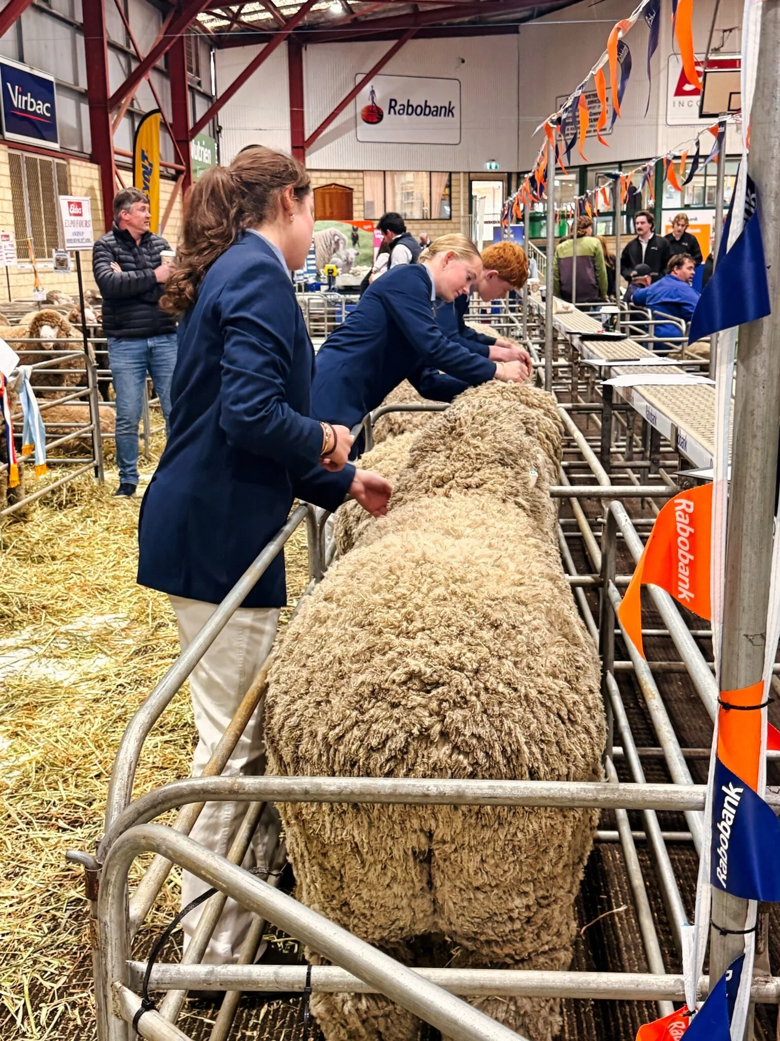 Katanning Ram Day 1.jpg