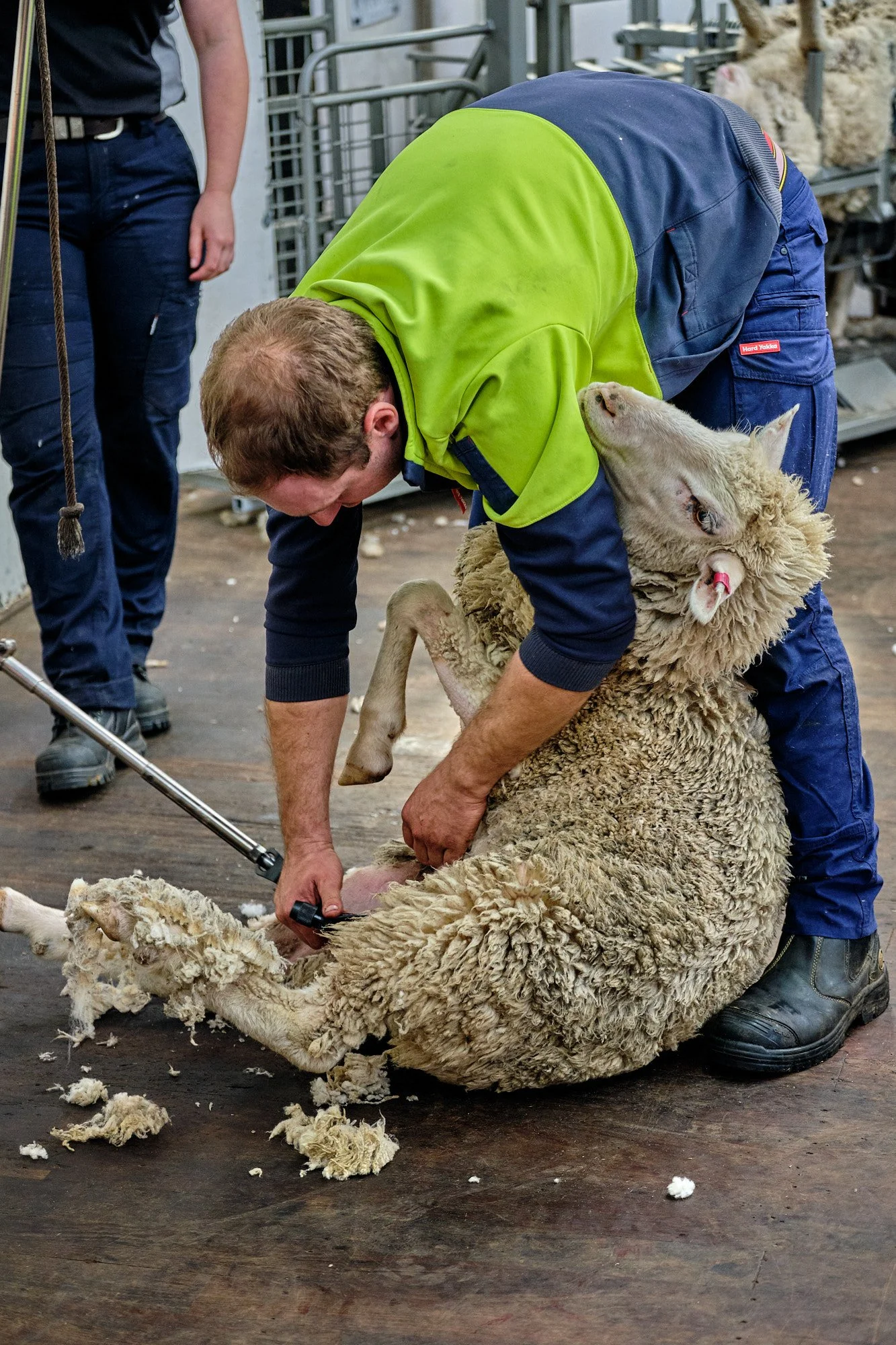A person shearing a sheep in a farm or grooming setting, with another individual partially visible in the background.