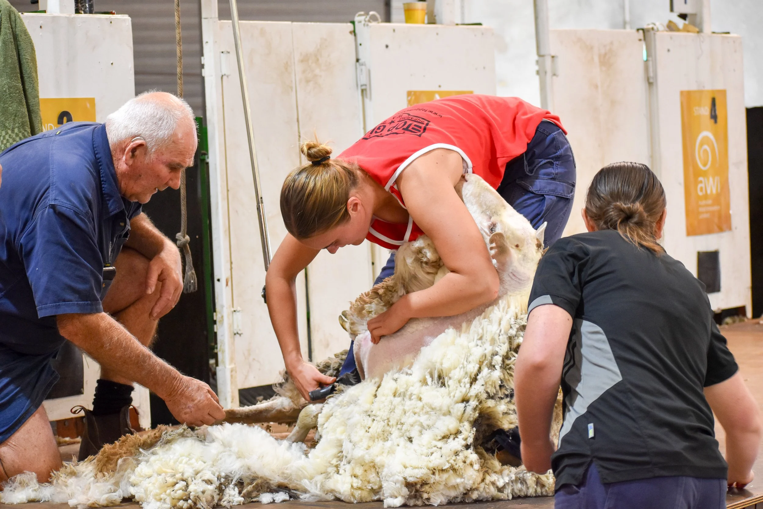 A lamb shearing event with multiple people, with a woman shearing a sheep, an elderly man and another woman assisting, on a farm or farm-like setting.