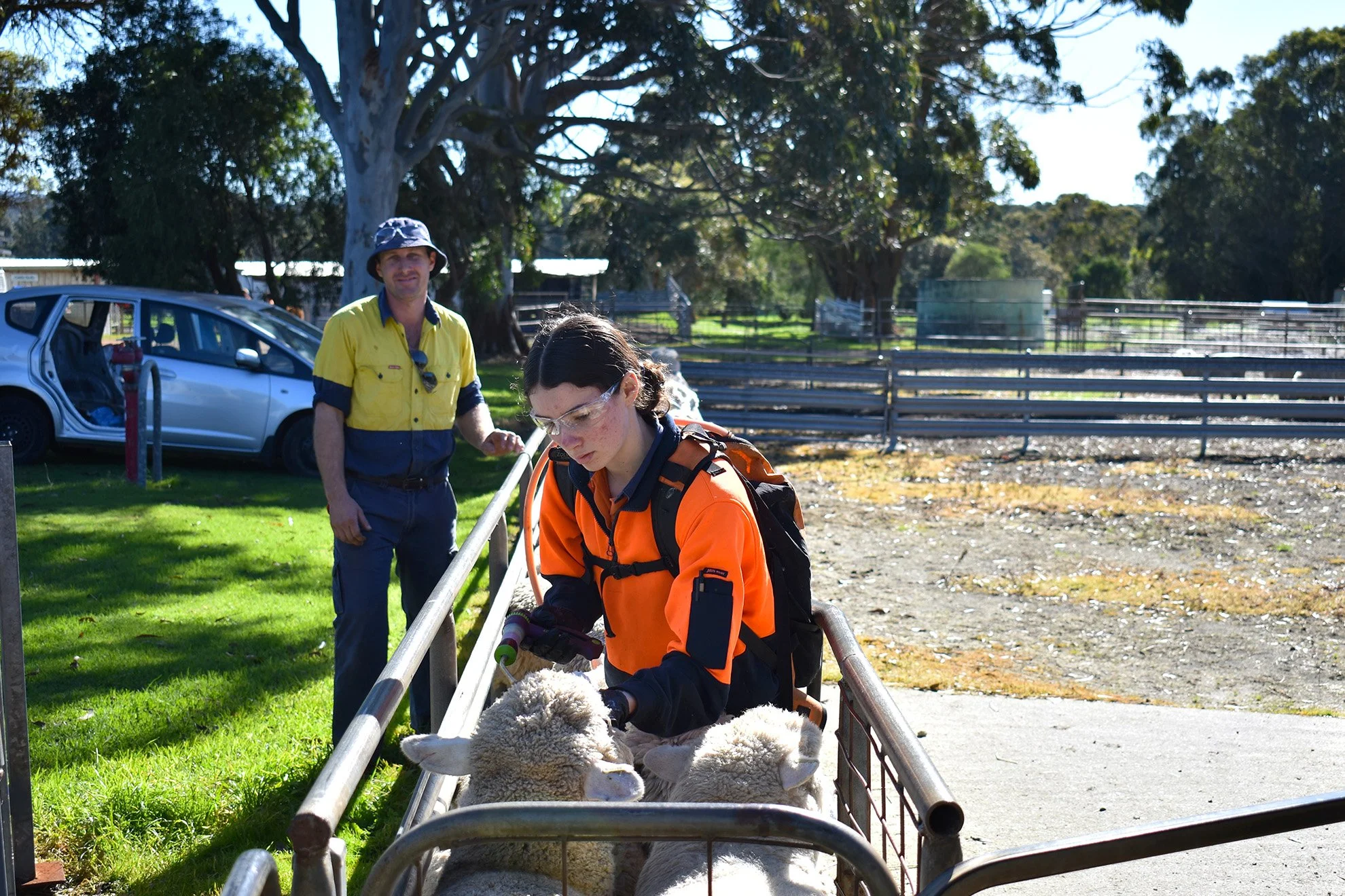 A woman in an orange jacket and safety glasses guides sheep in a metal pen, with a man in yellow and blue attire watching nearby on a sunny day at an outdoor farm or petting zoo.