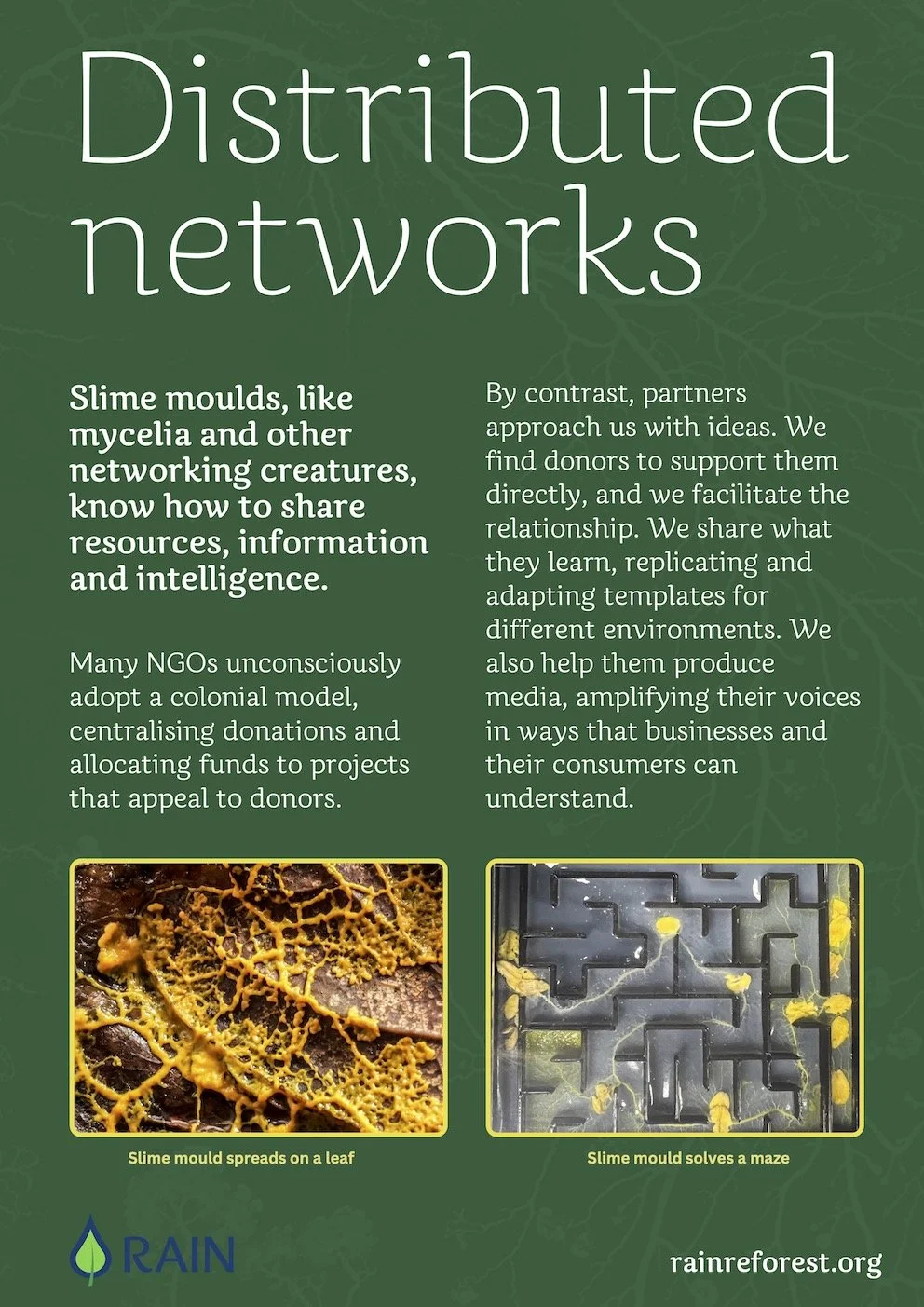 Slime mould 4 - distributed network .jpg