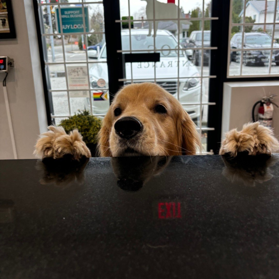 Charlie looking cute at this weeks appointment ❤️ #goldenretriever #dog #veterinaryhospital #stevestonvet #veterinariansrichmond #richmondbc