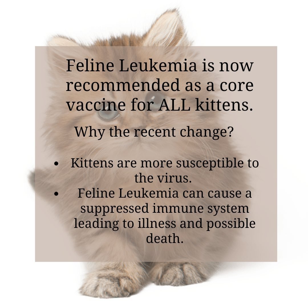 The AAHA now recommends Feline Leukemia as a core vaccine for all KITTENS. To learn more about vaccines or FELV call us at 604-274-9938. 
#felineleukemia #felv #corevaccines #kittenvaccines #kittenveterinariansteveston #stevestonvet #kittens #veterin