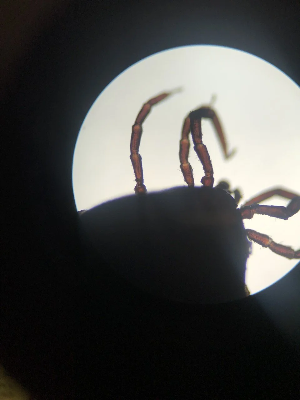 Protect Your Pets: Understanding the Serious Risks of Vancouver Ticks and Rocky Mountain Spotted Fever