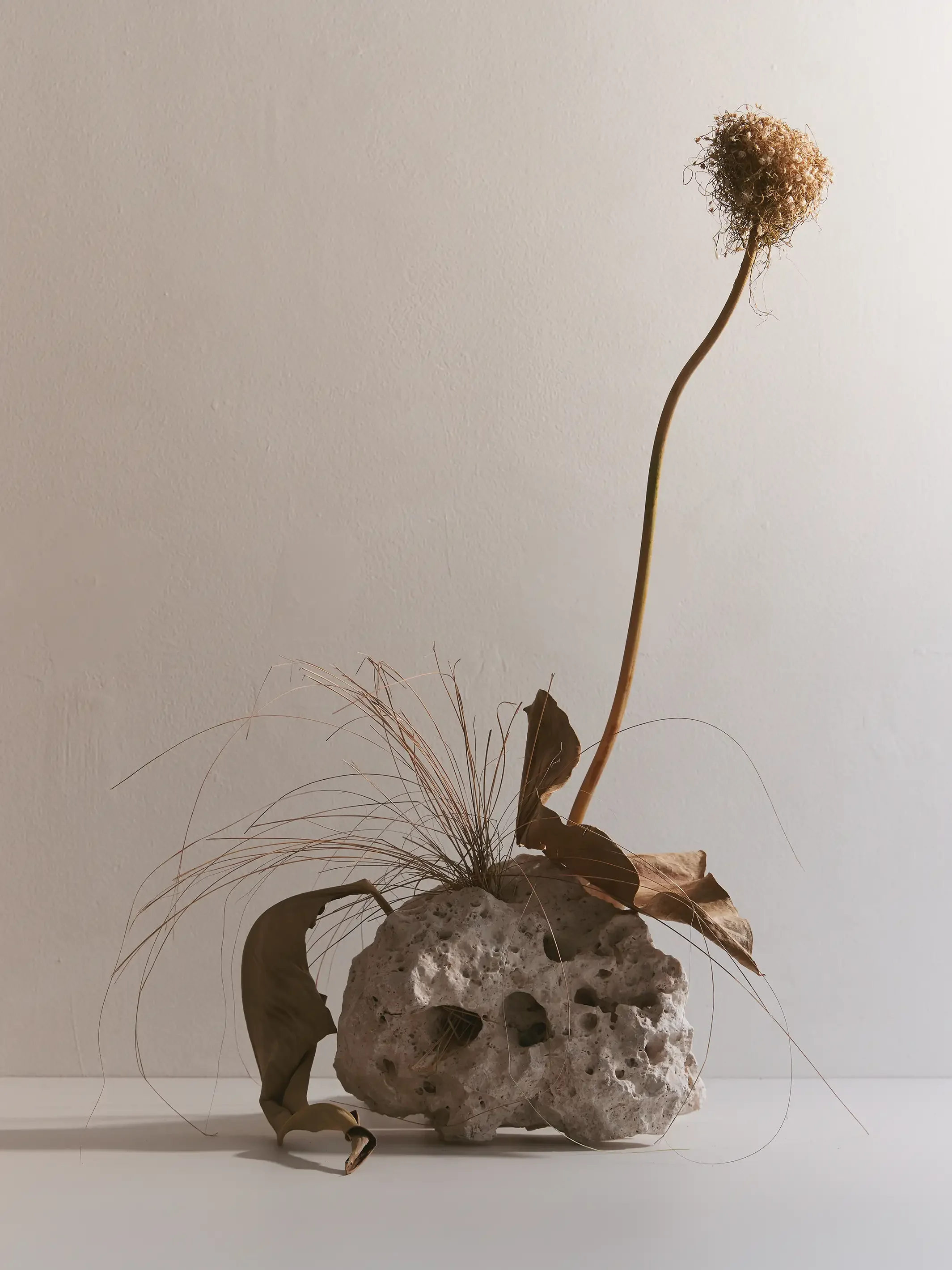 A dried plant with a tall curved stem, brown leaves, and delicate curly seed pods, placed in a porous white stone vase against a plain white wall background.