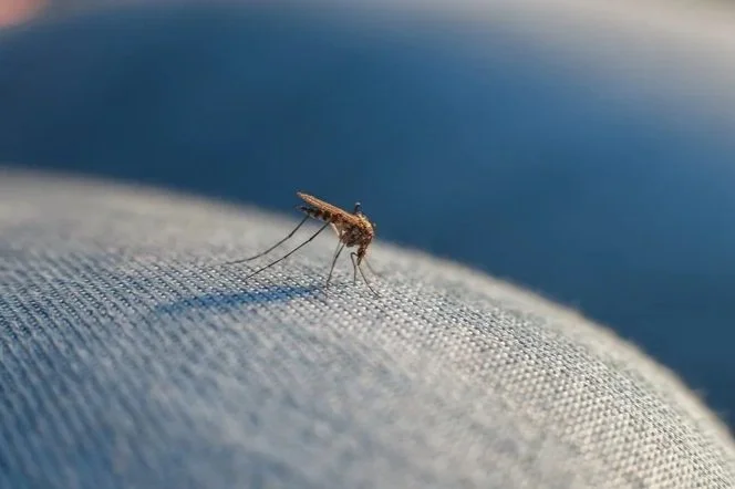 Mapping of drug-resistant malaria