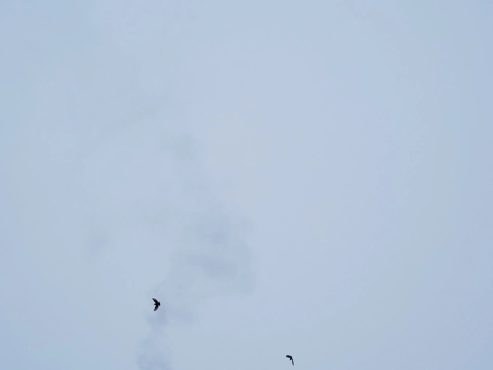 GC-Standards-SmallSmall-BlueBirds.jpg