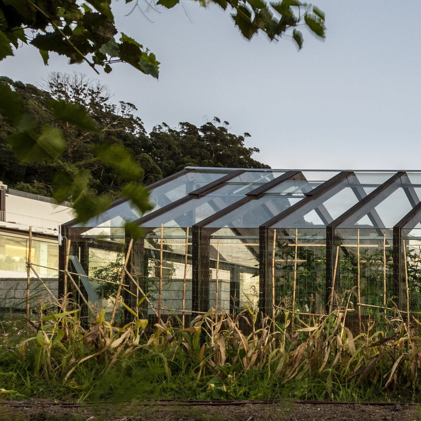 Premio GranDeArea 2022
Orchard and greenhouse for Culler de pau restaurant, O Grove