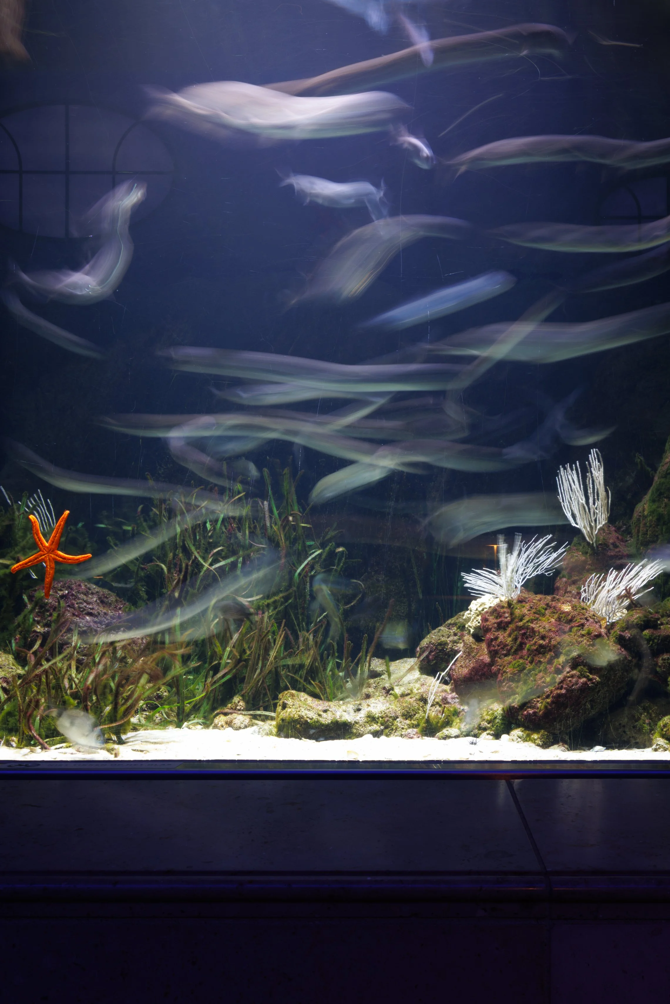 forward_aquarium-114.jpg