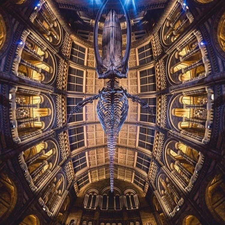 Natural History Museum. #heritage #museums #naturalhistorymusem #hintzehall #hopethewhale #placestovisit