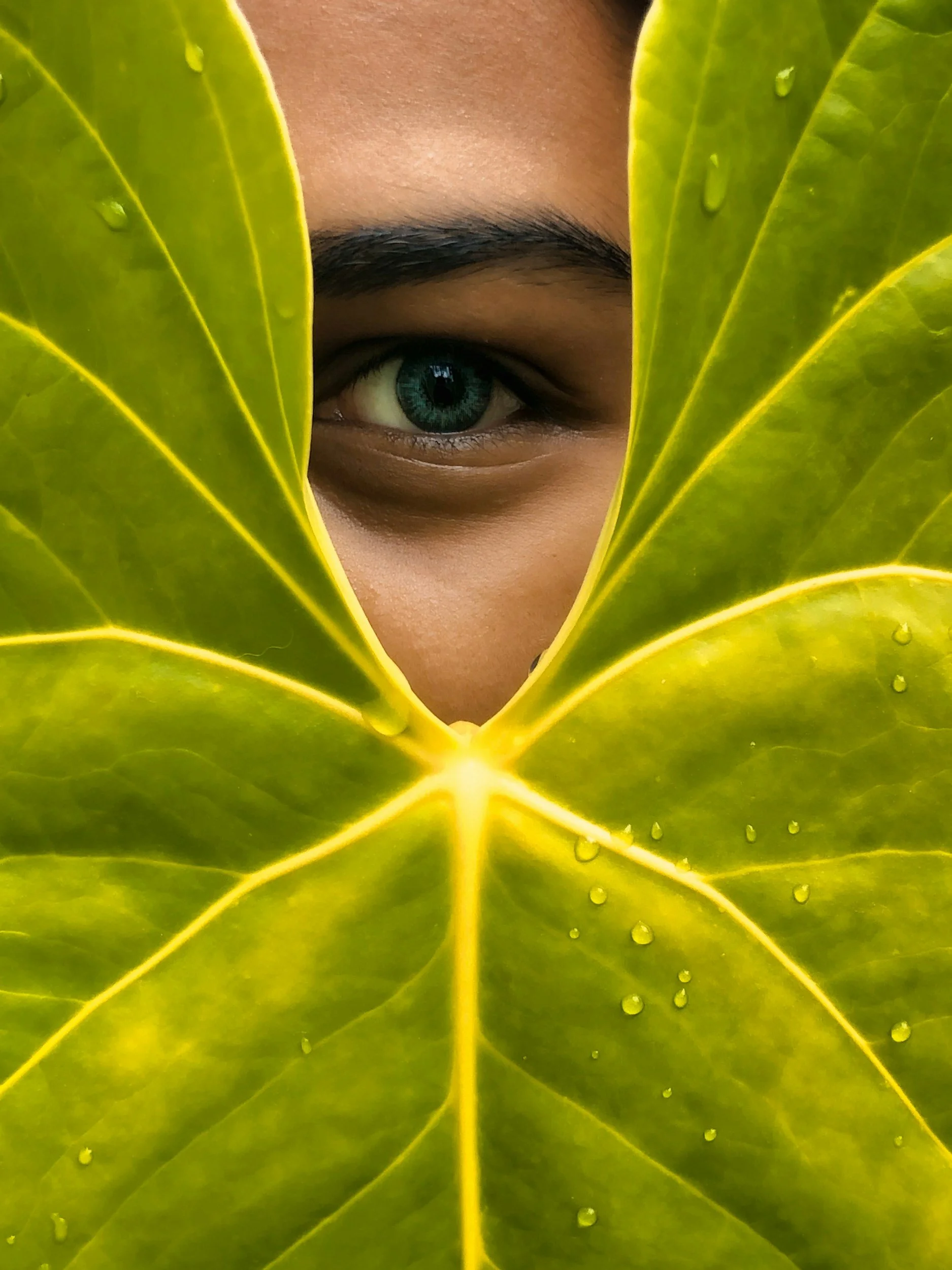 A blue eye looking through the opening of a big leaf