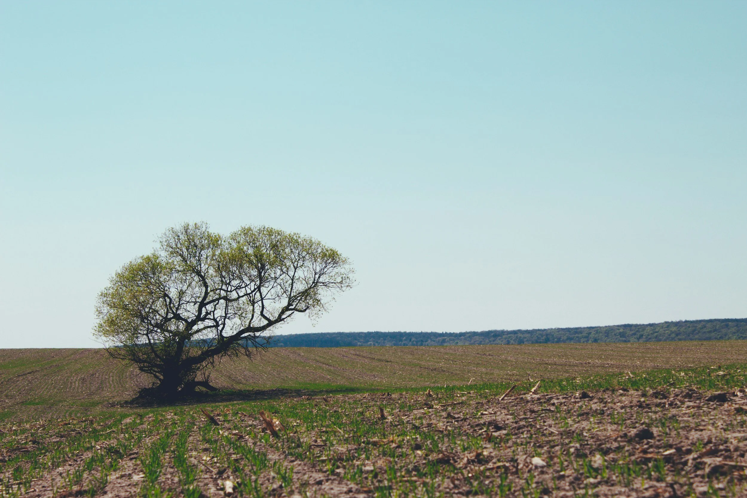Single tree in a field with blue sky overhead