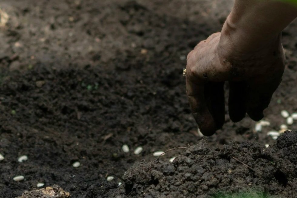 Hand placing seeds in soil