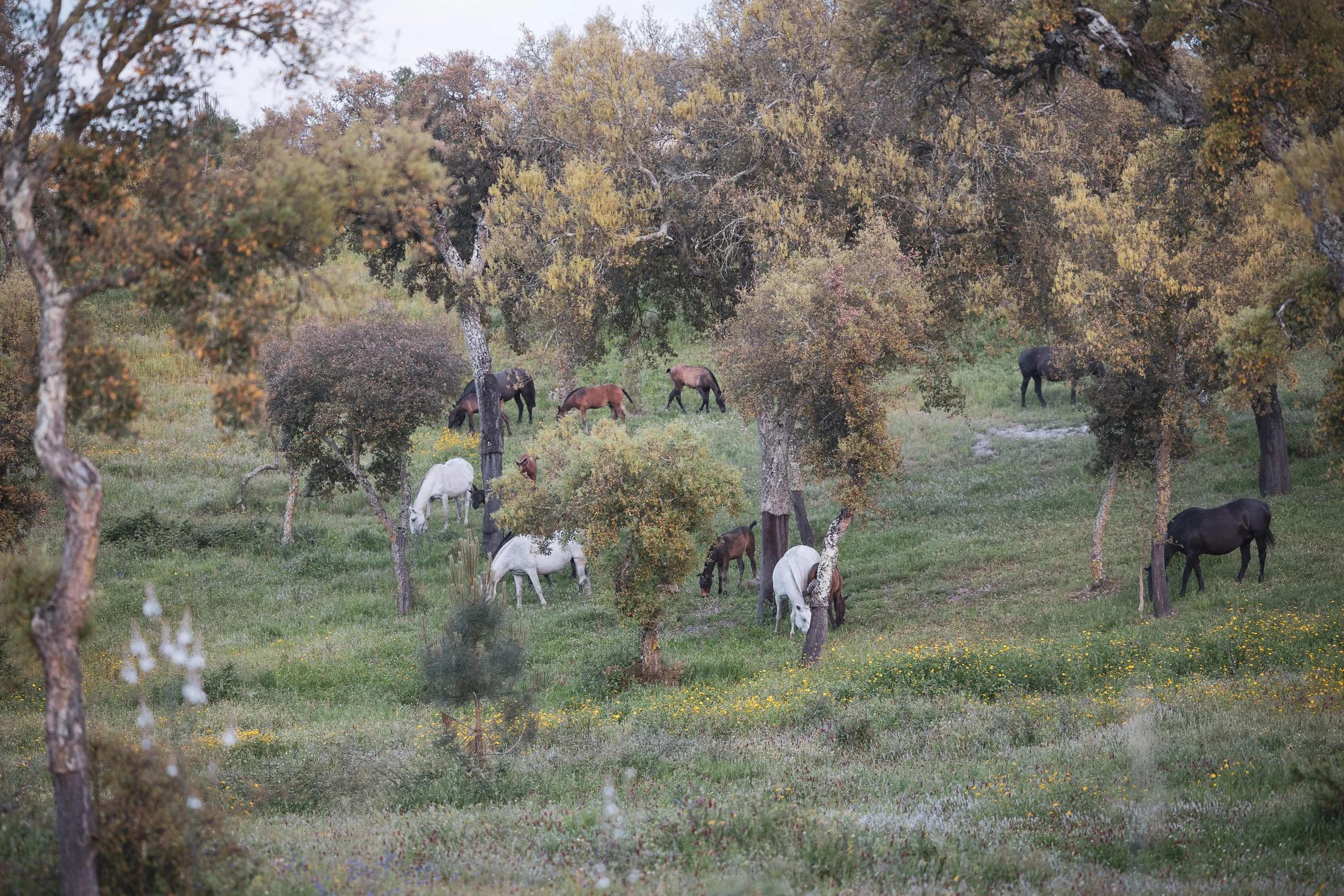 Jungpferdewochen 2026