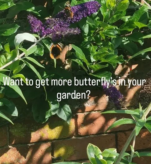 Butterflies.jpg