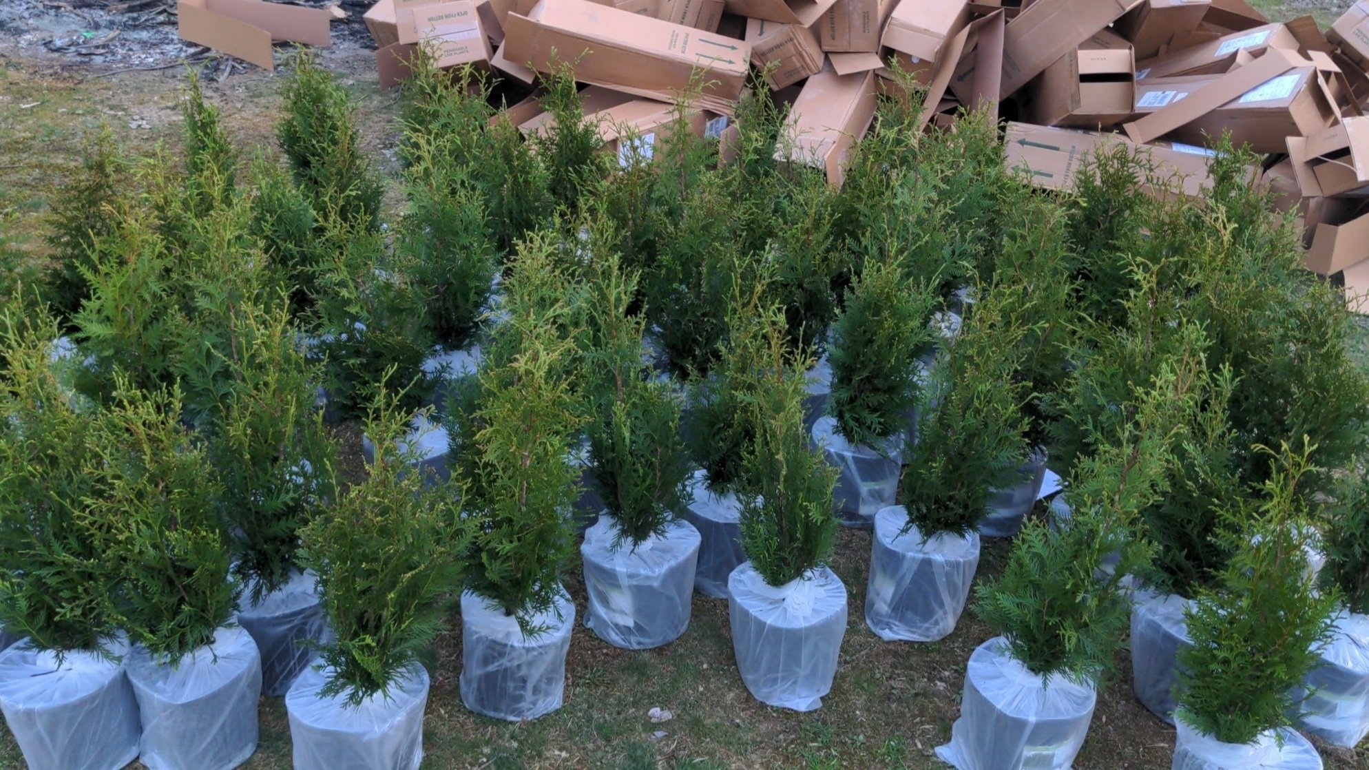 planting-trees-03.jpg