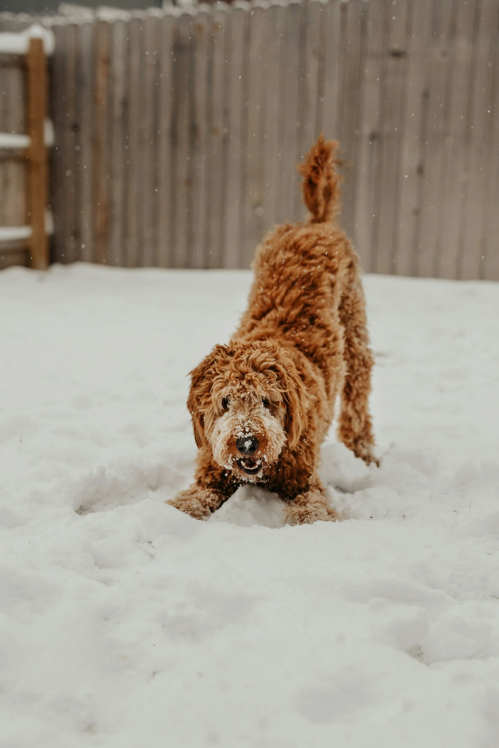 The Dangers of Ice Melt for Your Dog: Protecting Your Pet in Winter Months
