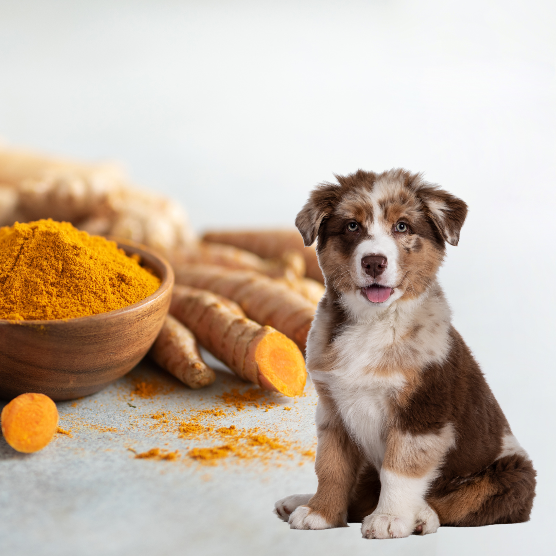 The Benefits of Using Turmeric for Dogs