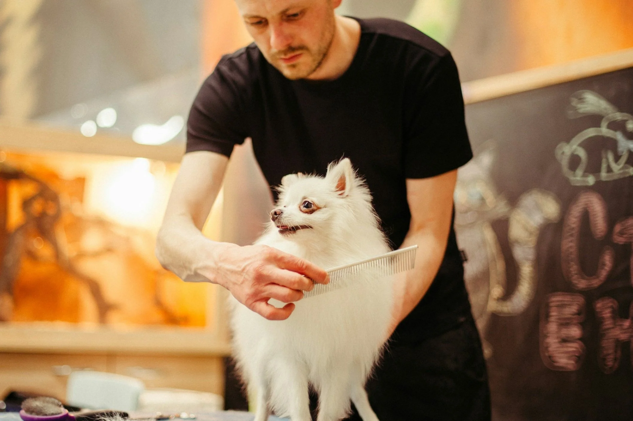 Why You Should Keep Your Dog Well-Groomed: The Benefits of Regular Grooming