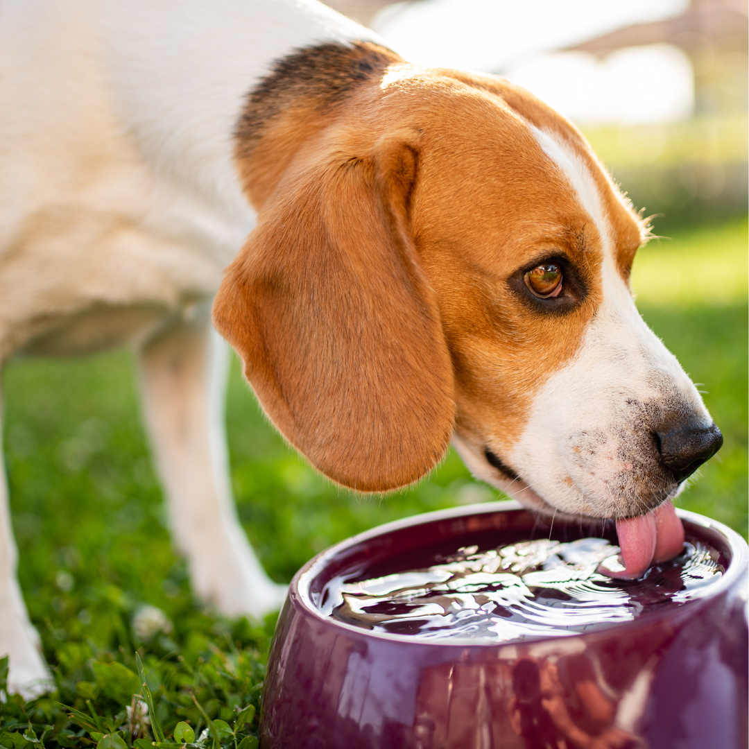 The Benefits of Avoiding Tap Water for Your Dog