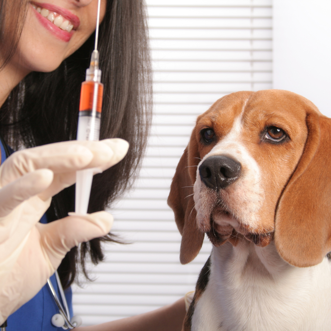 The Importance of Using Mercury-Free Vaccines for Your Dog