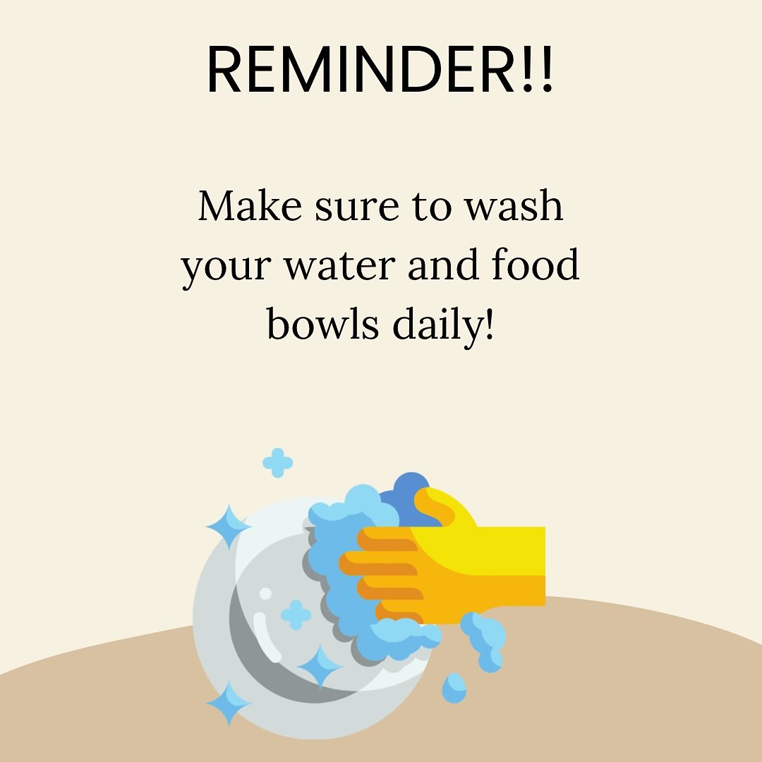 🐾✨ Did you know your dog&rsquo;s food and water bowls can harbor more bacteria than your toilet seat? 😳
That&rsquo;s why it&rsquo;s so important to wash them DAILY&mdash;not just rinse, but actually scrub with hot, soapy water.

👉 Clean bowls = le