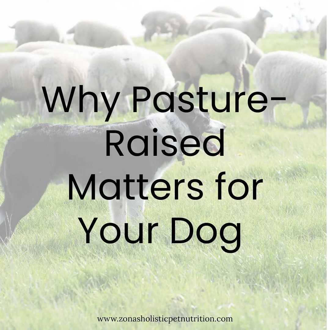 🐾 Why Choose Pasture-Raised for Your Dog? 🌿🐶

Not all meat is created equal&mdash;and your dog deserves the best. Pasture-raised products aren&rsquo;t just a trend&mdash;they&rsquo;re a powerful way to support your pup&rsquo;s health and the plane