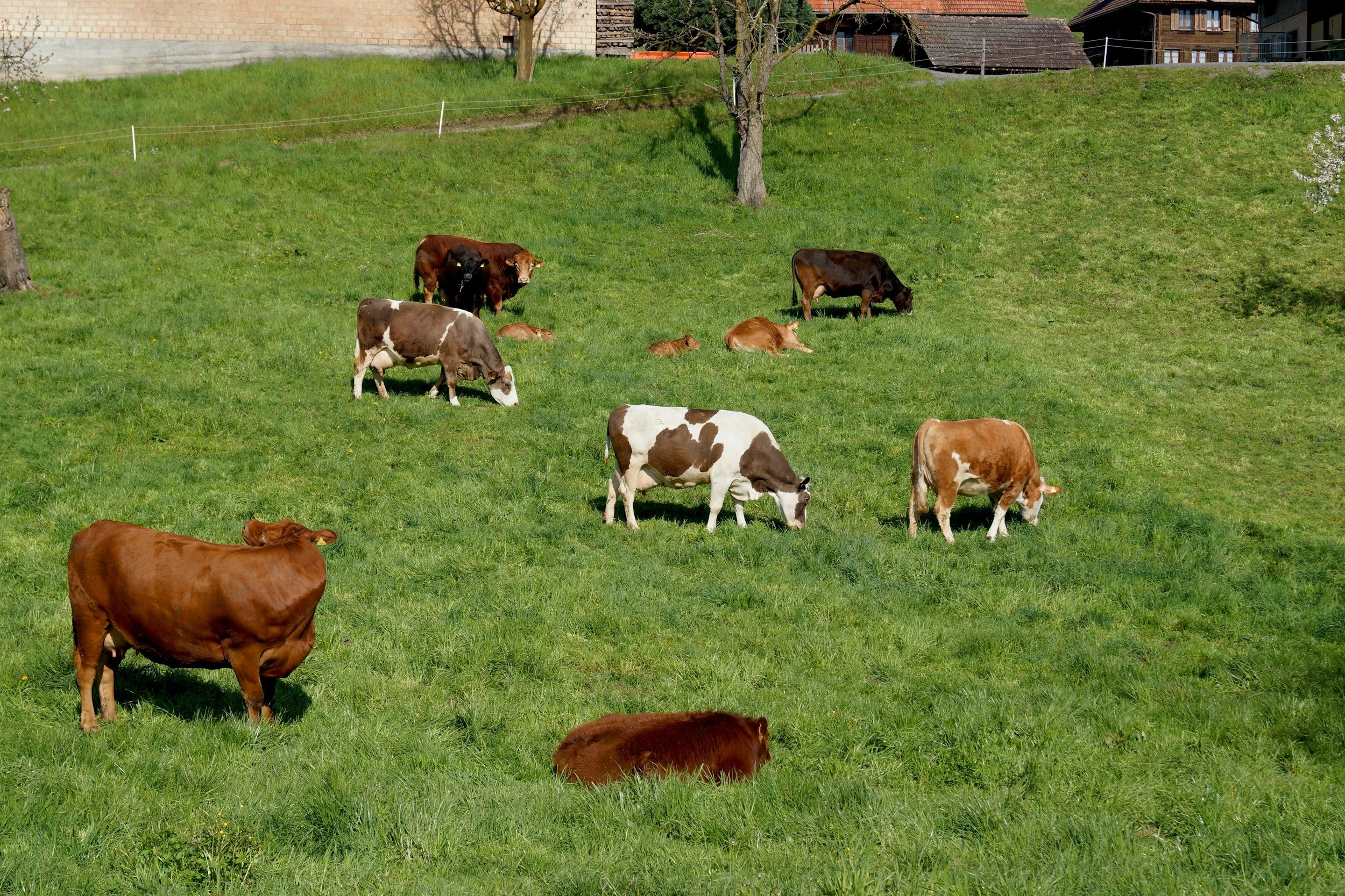 The Importance of Using Grass-Fed Products for Your Dog