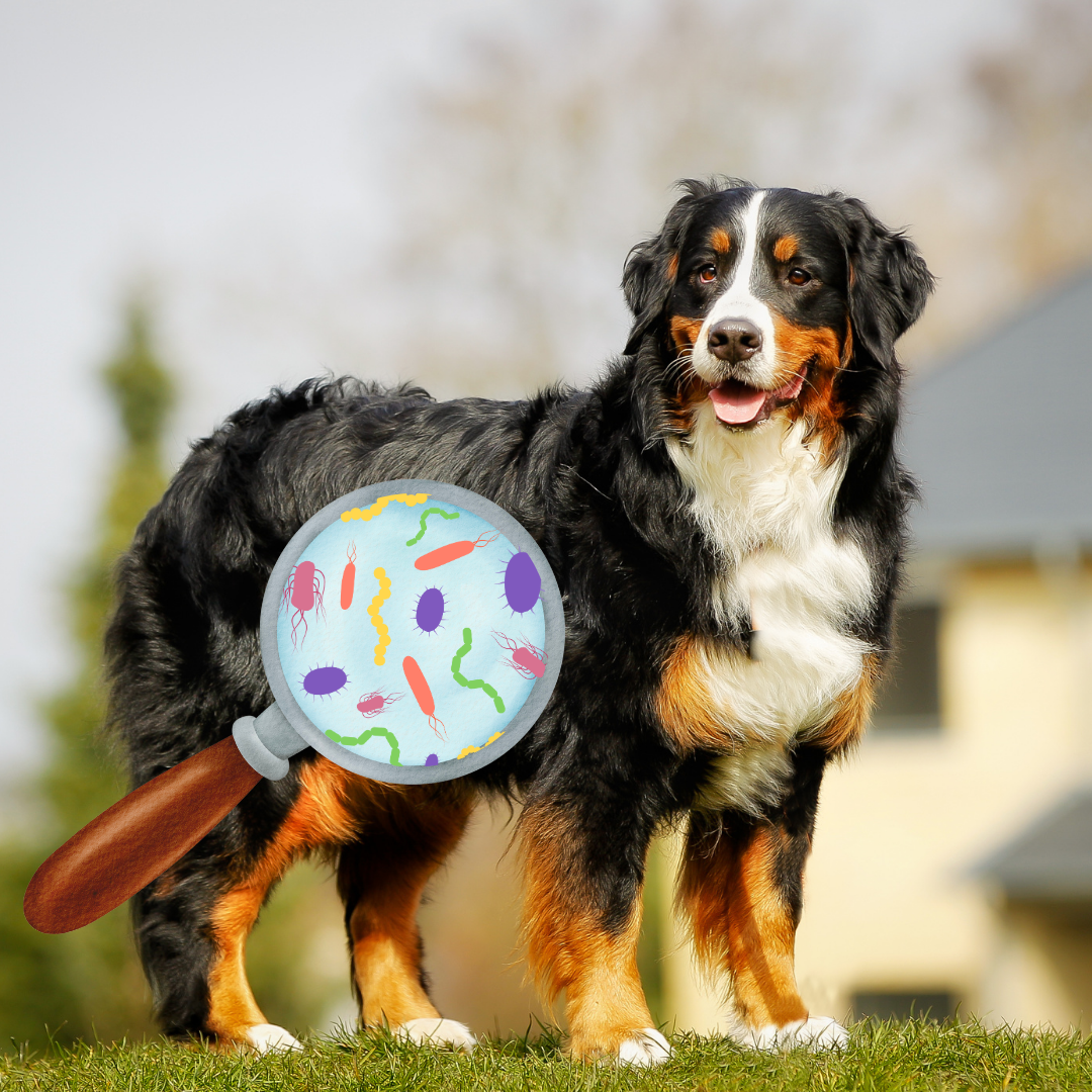 Testing Your Dog's Microbiome: Why It’s Important for Their Health