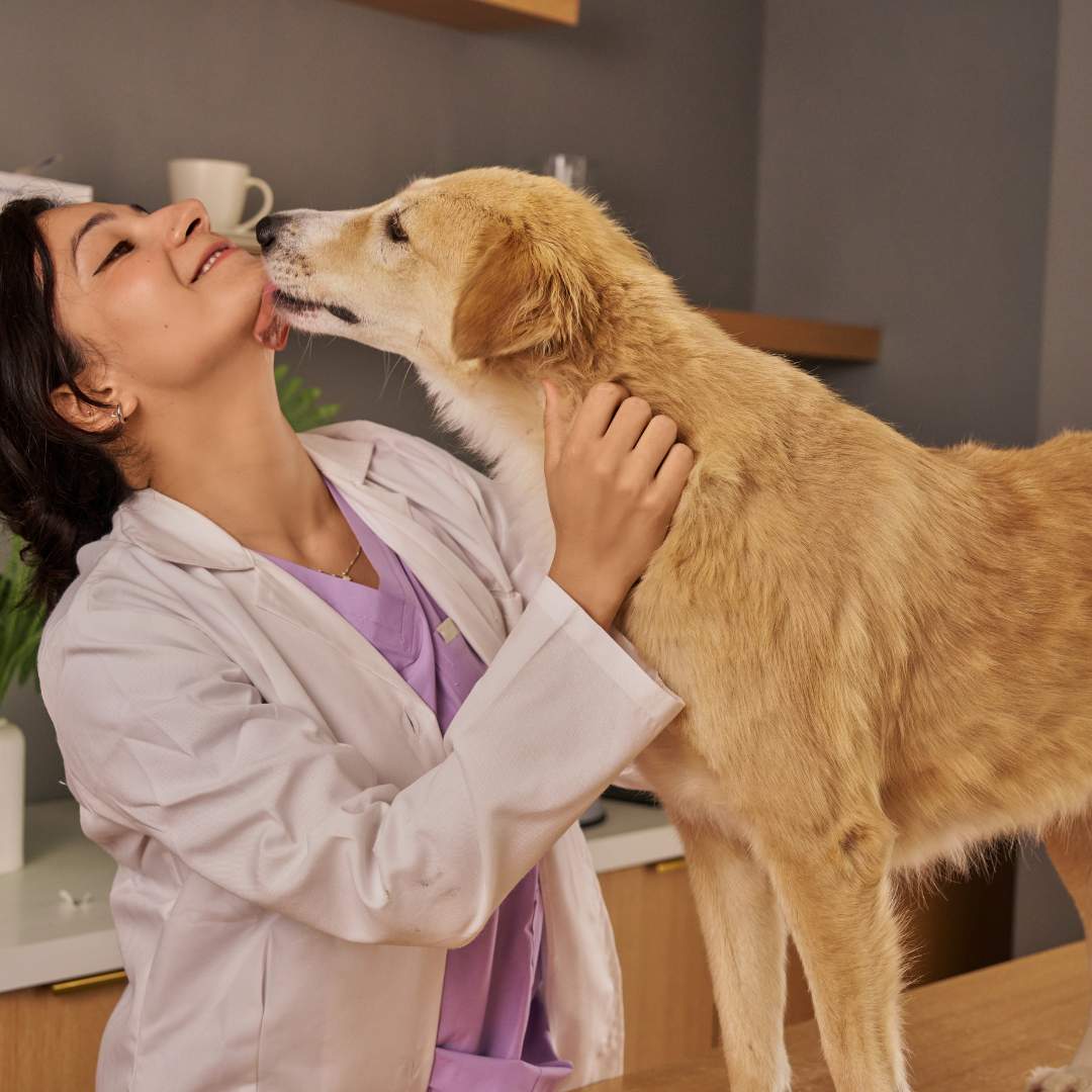 The Benefits of Using a Holistic Vet Over a Traditional Vet