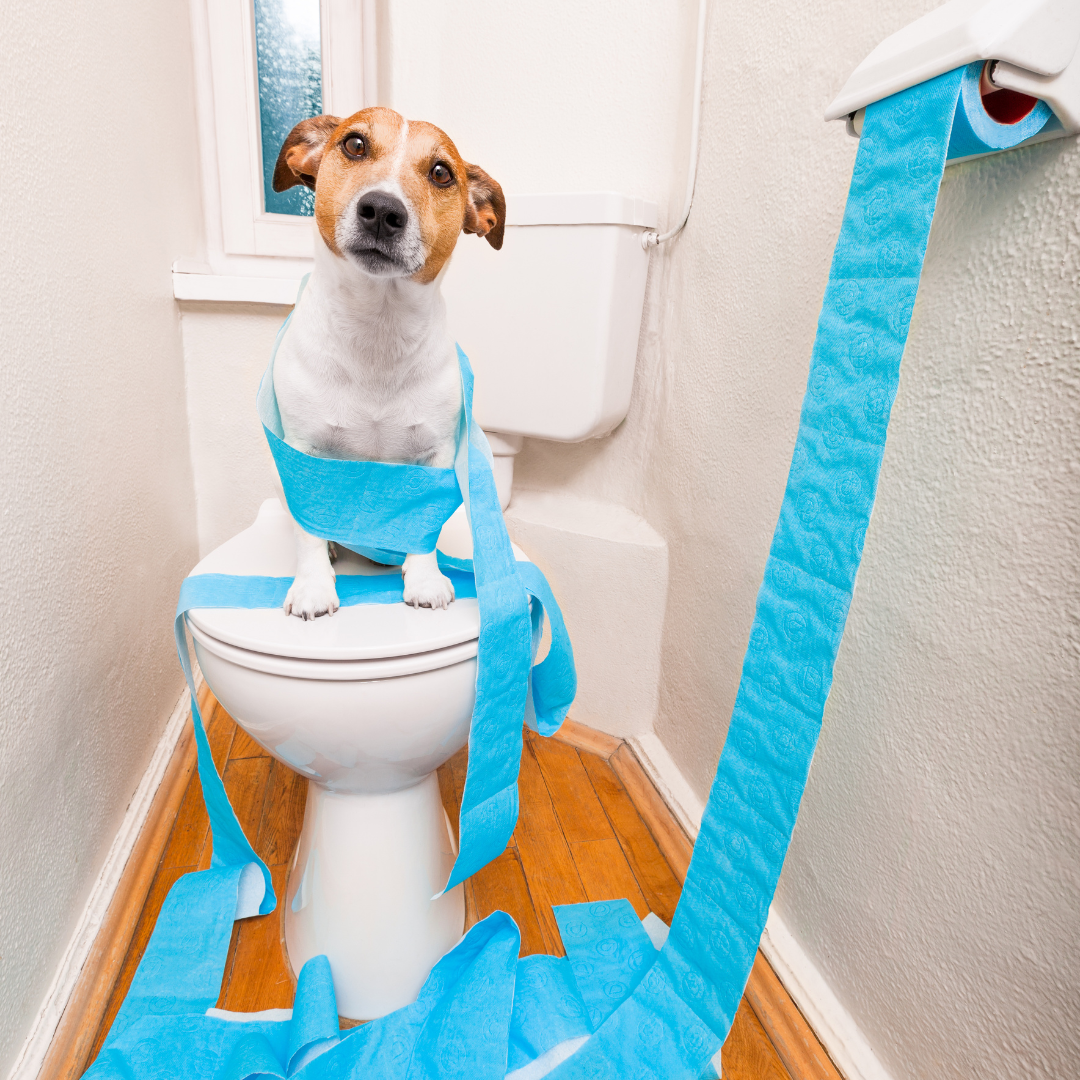 Natural Ways to Treat Diarrhea in Dogs: Gentle Solutions for Your Pup