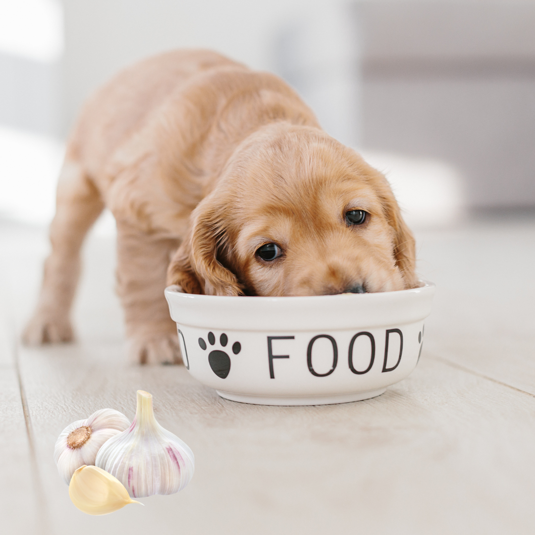 The Benefits of Garlic for Dogs: A Natural Health Booster