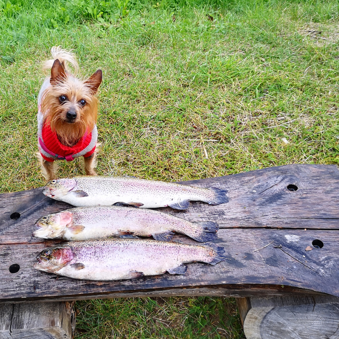The Importance of Omega-3 in Your Dog’s Diet: Supporting Overall Health and Wellness