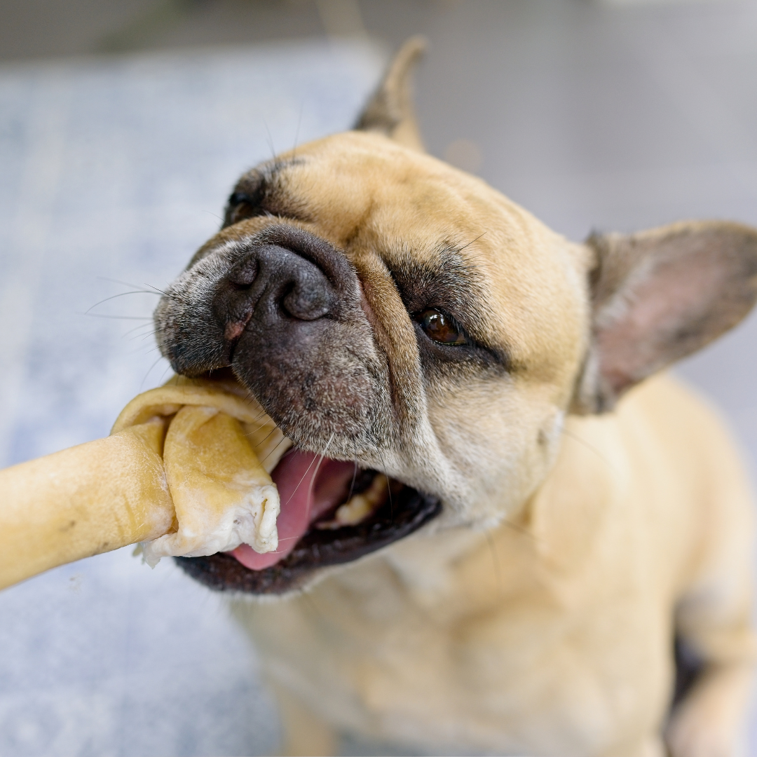 Why You Should Never Give Rawhide to Your Dog: The Hidden Dangers
