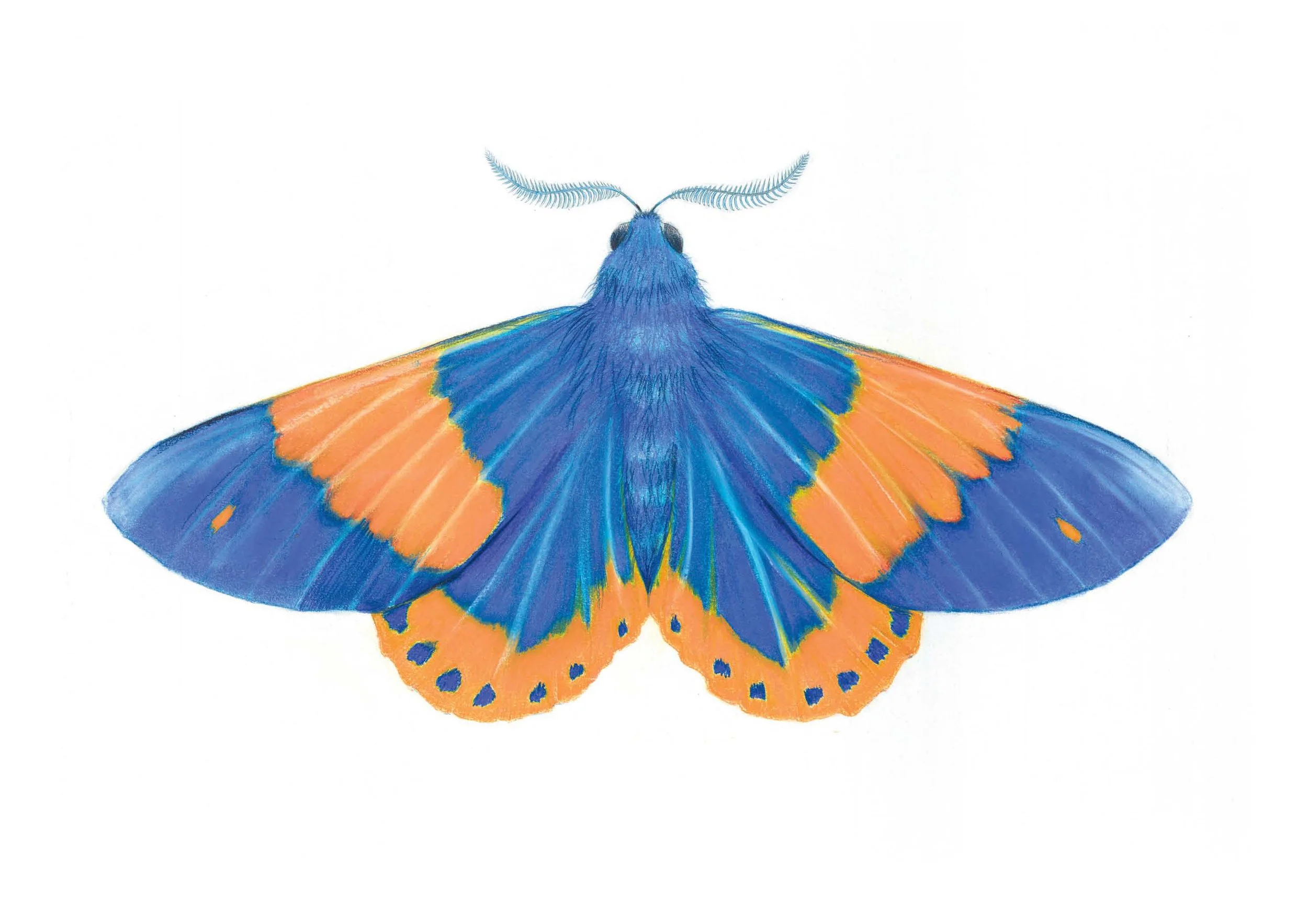 milionia moth jpg.jpg